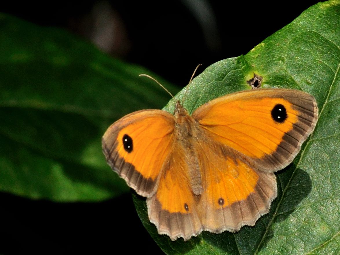 Identificazione farfalla : Pyronia tithonus ♀